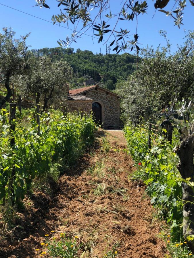 Podere Soccorso Casa Vigneto Montalcino Exterior foto